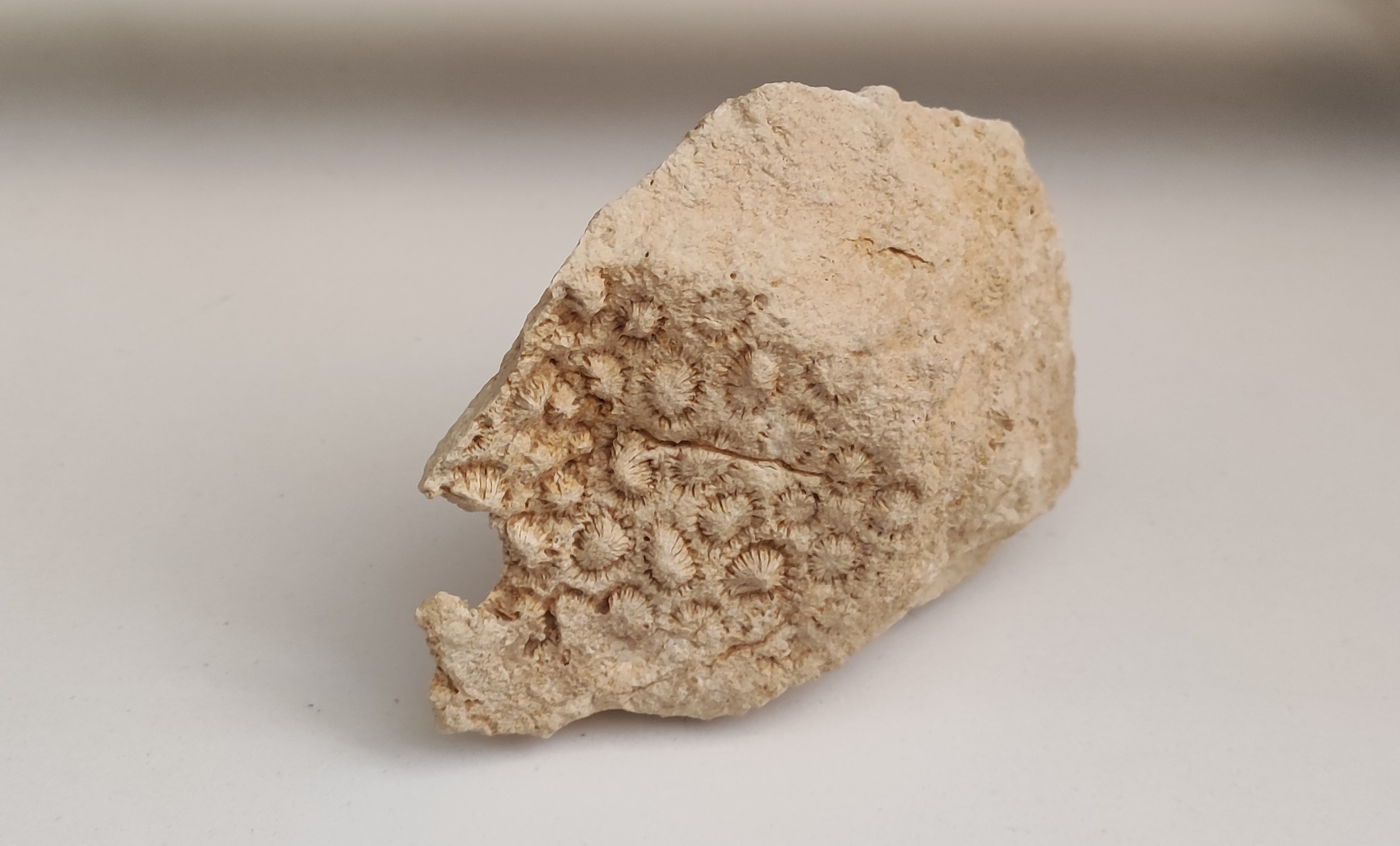 فسیل های ایلام، گالری دیاکو